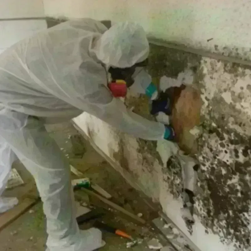 Mold Remediation and Removal in Kerr County, TX